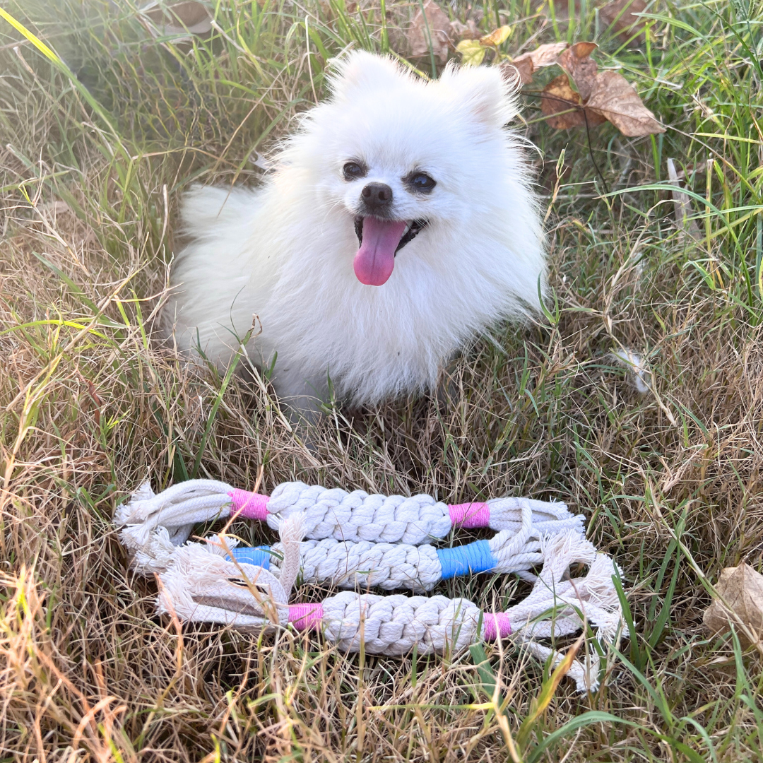 Rainbow Candy Macrame Rope Pet Toy